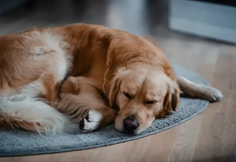 A golden retriever resting on a rug in a quiet home traffic zone