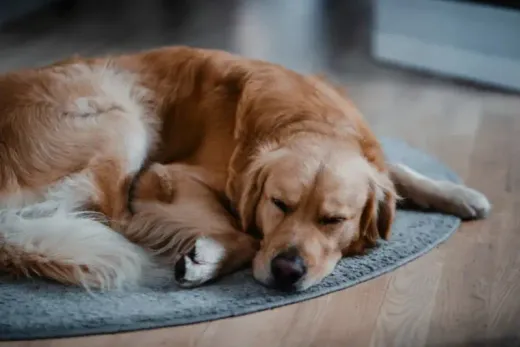 How to Choose Good Pet Furniture for Your Home