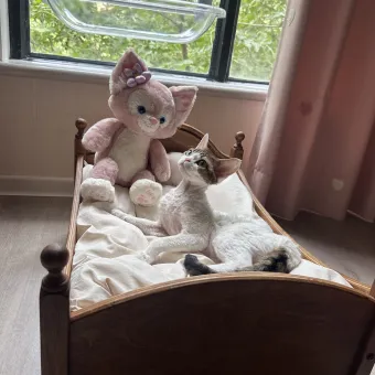 Original Retro Wooden Pet Bed with Stairs from a delivered production order