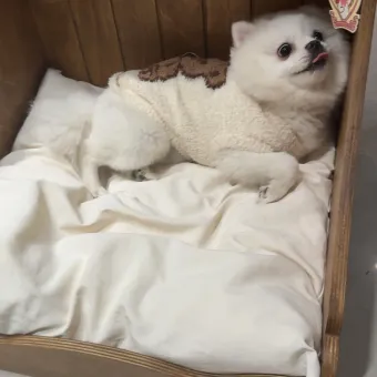 Nordic Vintage Solid Wood Pet Bed from a delivered production order