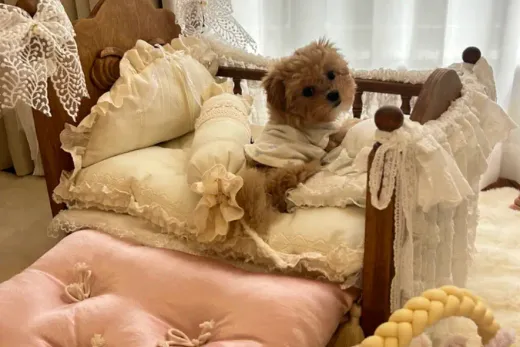 How to Choose a Dog Bed for Bedroom Spaces That Still Feel Designed