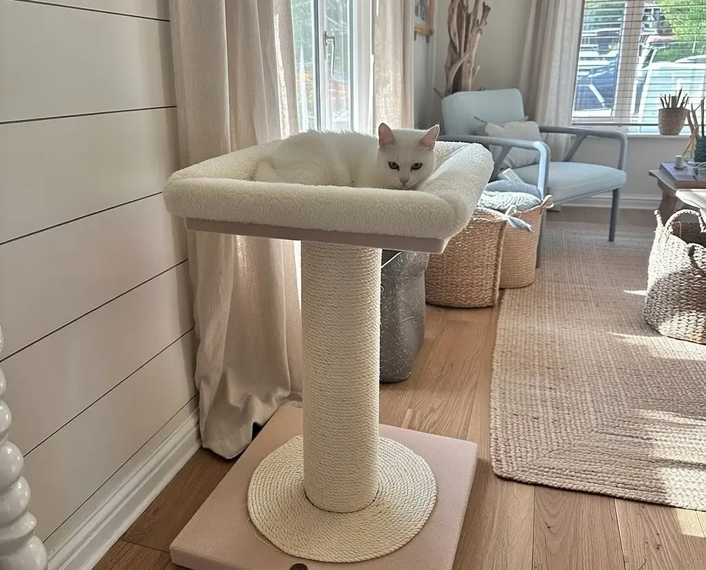 The Cat Library