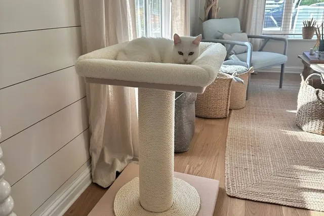 The Cat Library