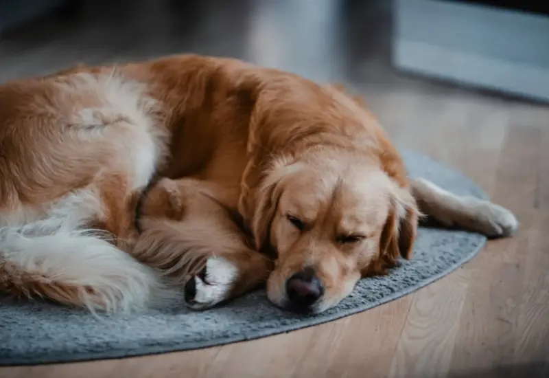How to Choose Good Pet Furniture for Your Home